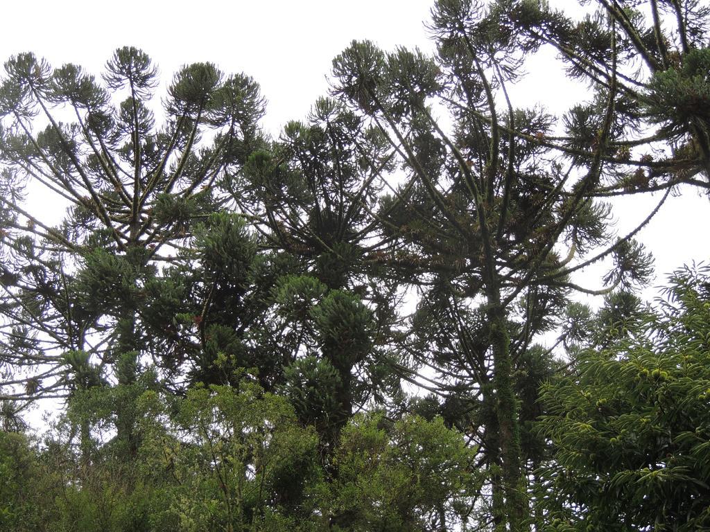 Vila To Na Roca Cunha Exteriér fotografie